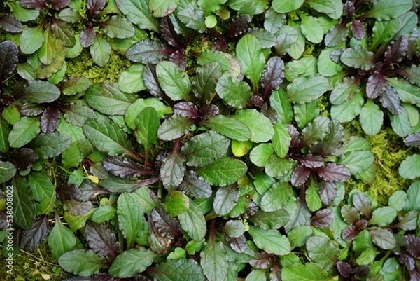 Obraz アジュガ　グランドカバー