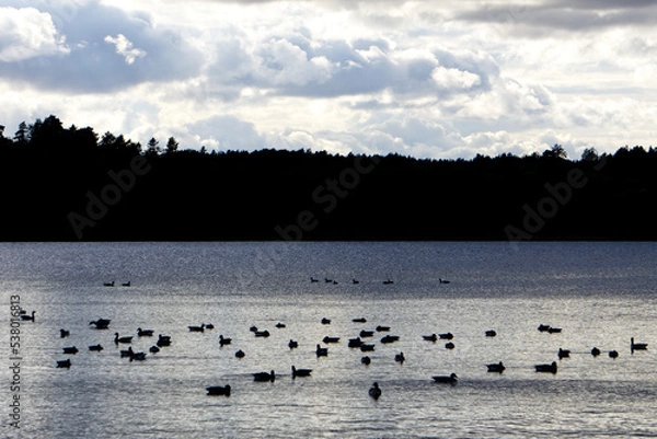 Fototapeta A bunch of mallard ducks swimming in fall