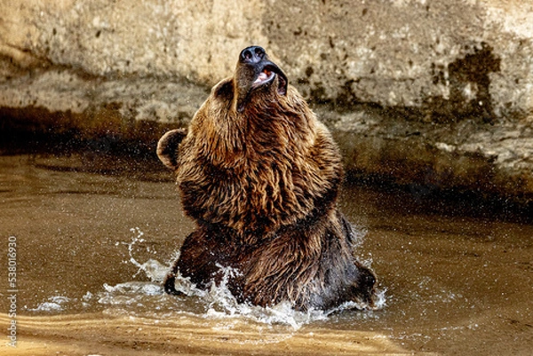 Obraz Brown bear in the water