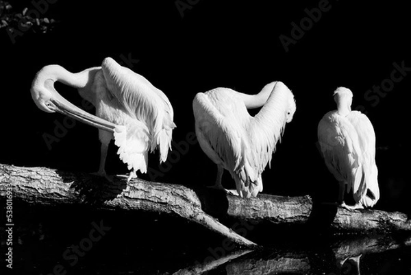 Obraz three pelicans on the branch
