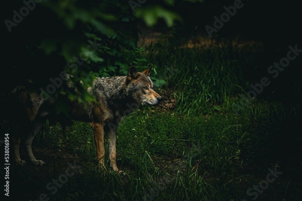Obraz wolf in the forest