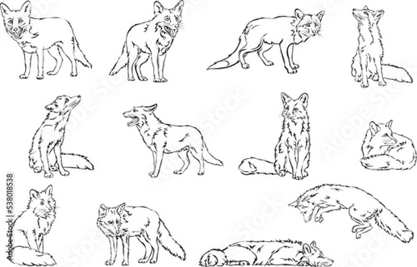 Fototapeta Fox, vector image of a fox, vector illustration for use in logos, signs, trademarks, for design and advertising