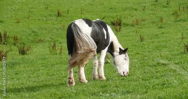 Obraz Ein Pferd frisst auf der Weide
