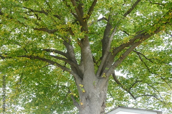 Obraz Blick in die Baumkrone einer Linde
