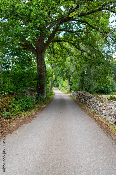 Obraz path in the woods
