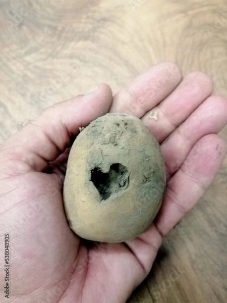 Obraz Amore per la terra patata con cuore
