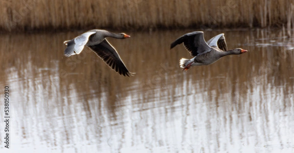 Fototapeta great crested grebe