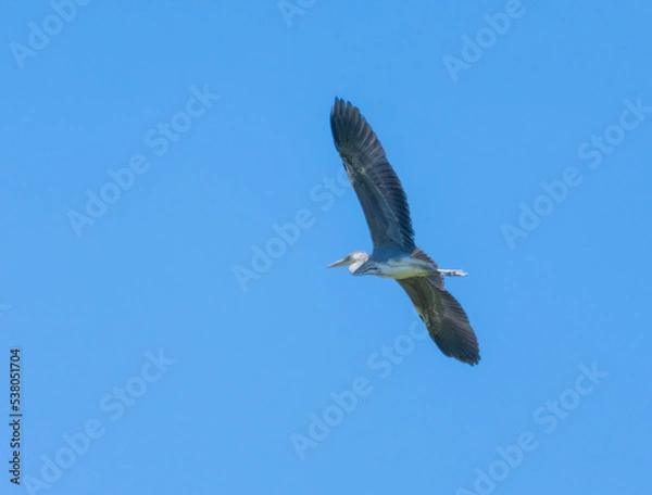 Fototapeta bird in flight