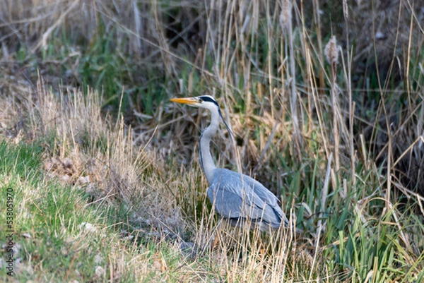 Obraz great blue heron
