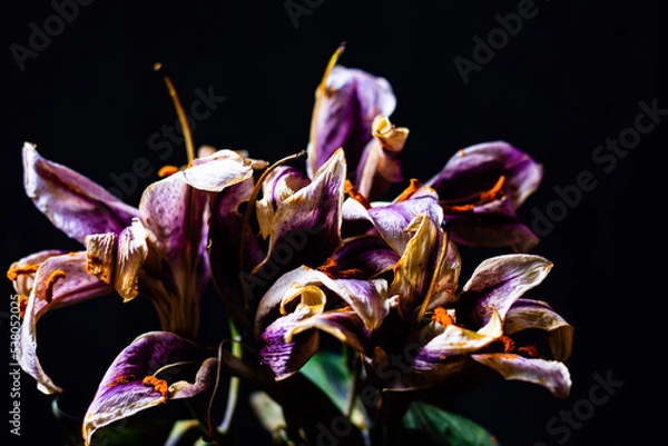 Obraz purple iris flower