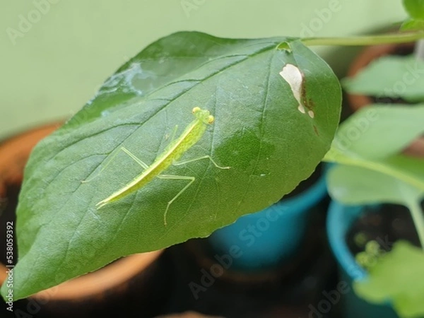 Obraz grasshopper on a leaf in the rainy season