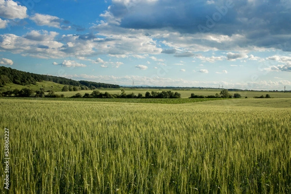 Fototapeta Green wheat fields on a background of blue sky. Landscape with a field of spikelets