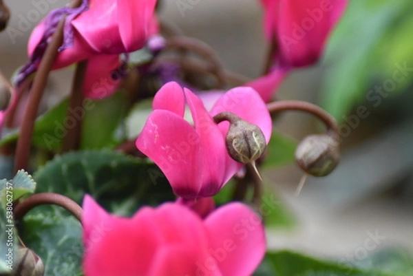 Obraz Blühendes Alpenveilchen