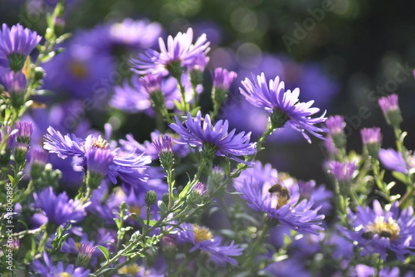Obraz Blühende Herbstastern in der Herbstsonne