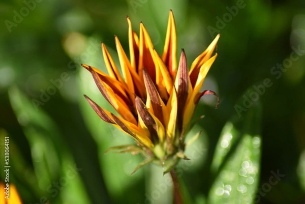 Fototapeta Aufgehende Blüte einer Gazanie (Gazania)