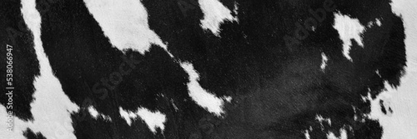 Obraz Black and White hair cow skin - real genuine natural fur, free space for text. Cowhide close up. Texture of a spotted cow coat. Fur long background