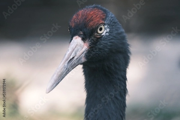 Obraz grey crowned crane