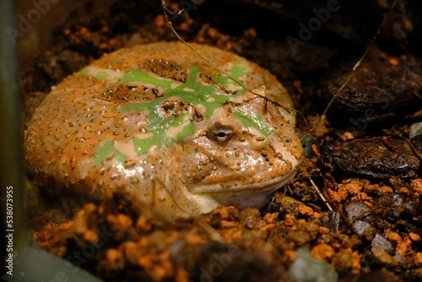 Obraz frog on a tree