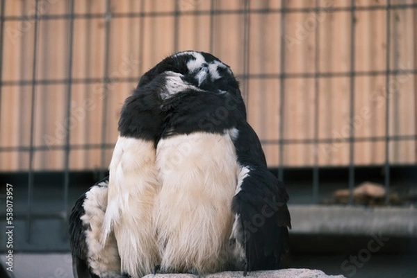 Obraz eagle in the zoo