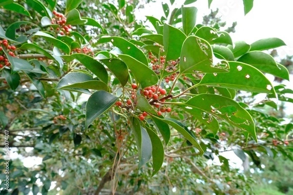 Fototapeta apples on a tree