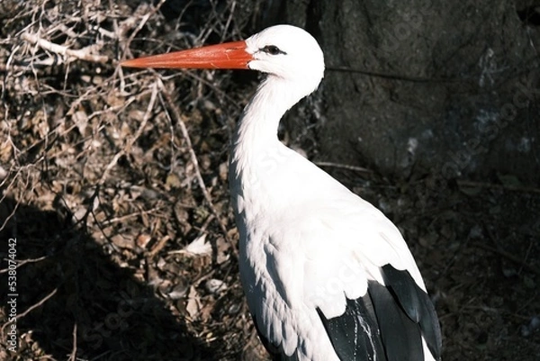 Obraz white stork ciconia