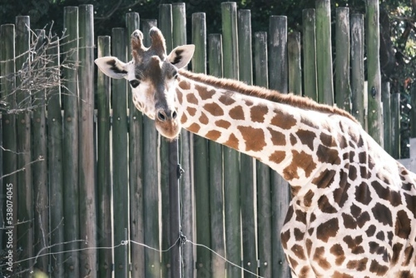 Obraz giraffe in zoo