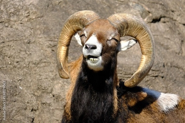 Obraz sheep