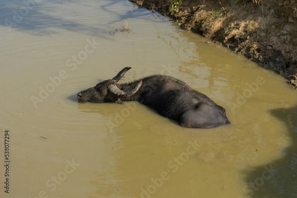 Fototapeta Sri Lankan wild buffalo in its natural habitat in Yala national park, Sri Lanka.