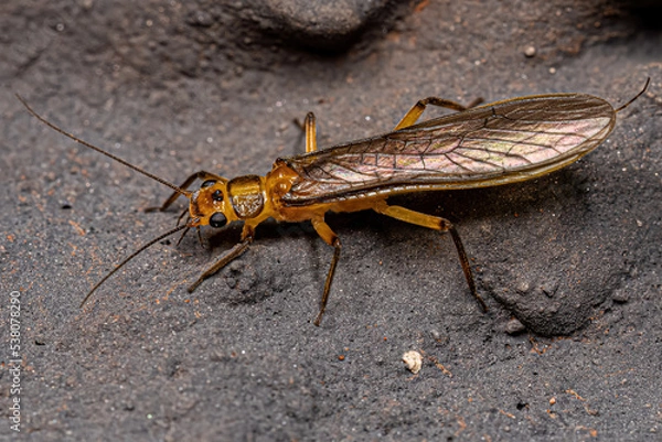 Obraz Adult Common Stonefly insect