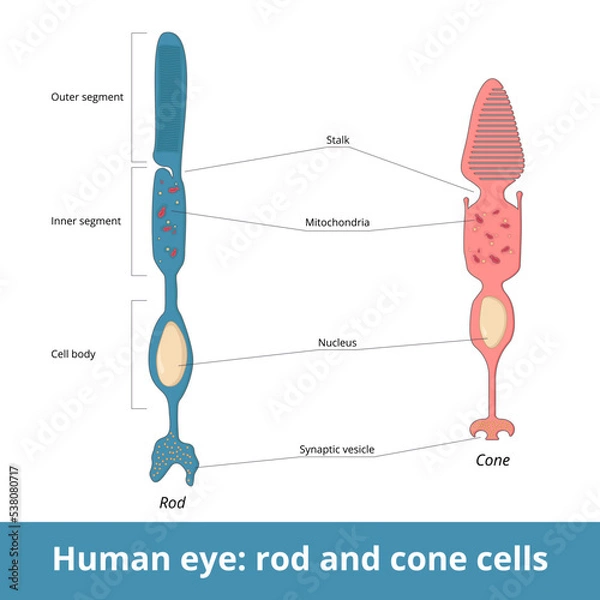 Fototapeta Human eye: rode and cone. Biological cell structure includes segments differentiation, stalk, nucleus, mitochondria and synaptic vesicles. Photoreceptor cells.