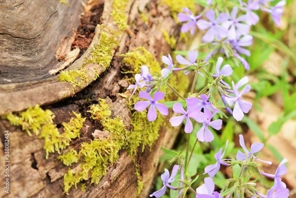 Obraz Flowers on a log
