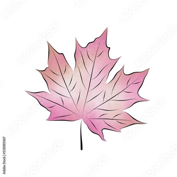 Obraz Watercolor isolated pink maple leaf. Separate element for bouquets, wreaths, wedding invitations, anniversaries, birthdays, cards and congratulations.