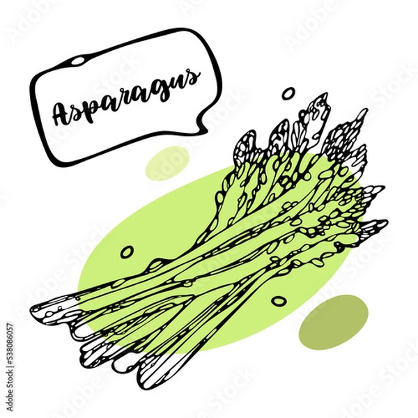 Obraz Effective Boiled asparagus outline doodle Vector Illustration for design menu. Vegun food