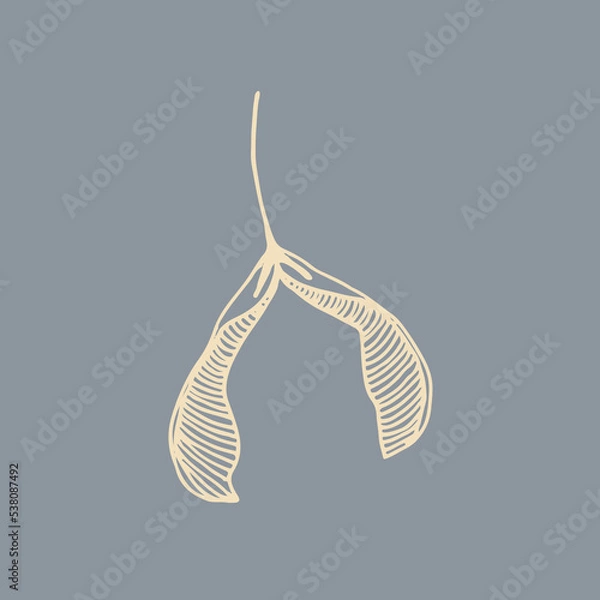 Obraz Helicopter seeds gray background