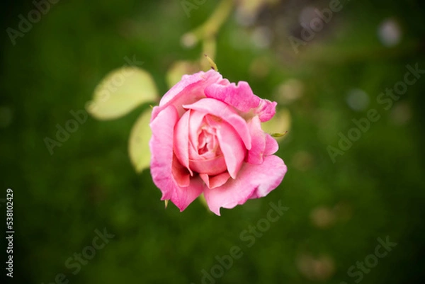 Fototapeta 9月浜名湖ガーデンパーク