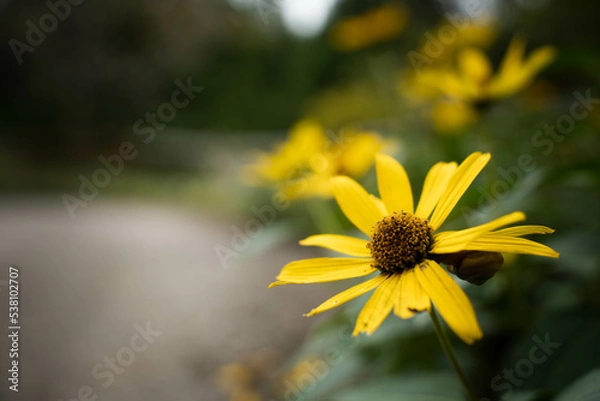 Obraz 9月浜名湖ガーデンパーク