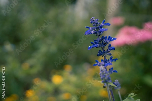 Obraz 9月浜名湖ガーデンパーク