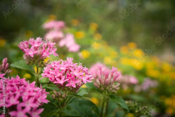 Obraz 9月浜名湖ガーデンパーク