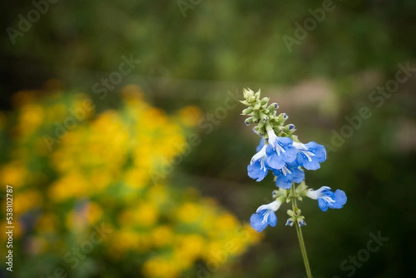 Obraz 9月浜名湖ガーデンパーク