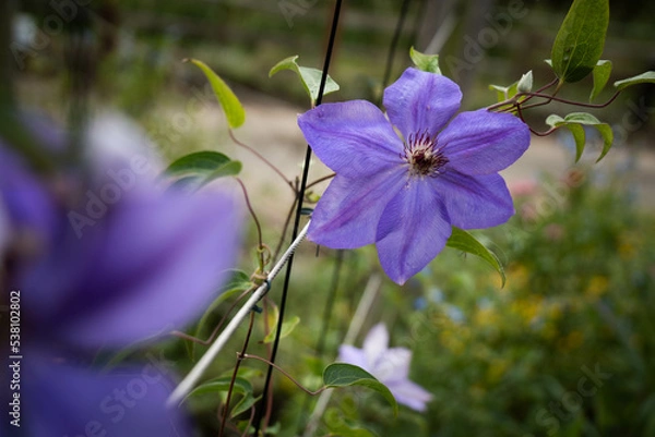 Obraz 9月浜名湖ガーデンパーク
