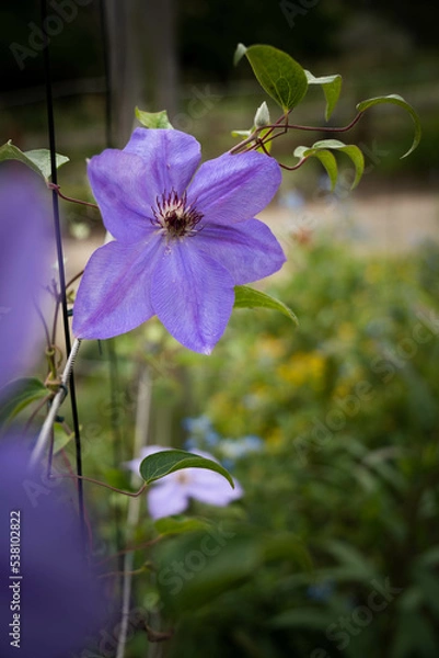 Obraz 9月浜名湖ガーデンパーク