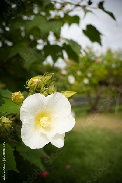 Obraz 9月浜名湖ガーデンパーク