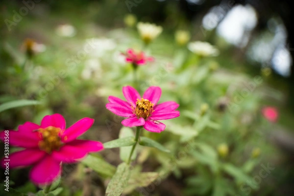 Obraz 9月浜名湖ガーデンパーク