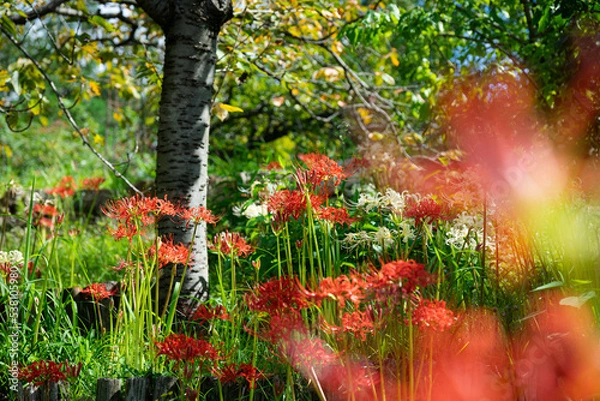 Obraz ９月宇治市植物公園