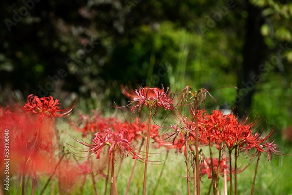 Obraz ９月宇治市植物公園