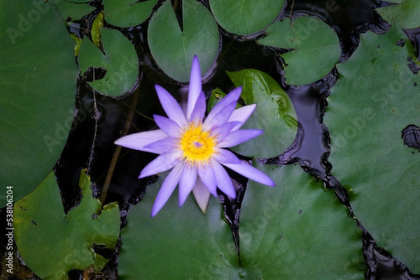 Obraz ９月宇治市植物公園