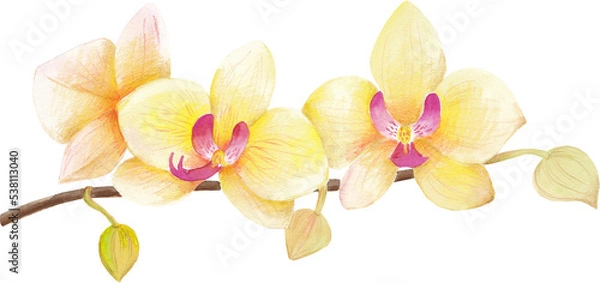 Obraz Watercolor hand drawn hawaiian illustration with yellow orchid flowers