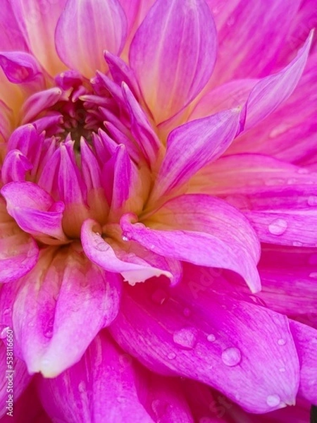 Obraz Bright pink flower petals with dew drops close-up