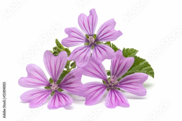 Obraz Mallow flower