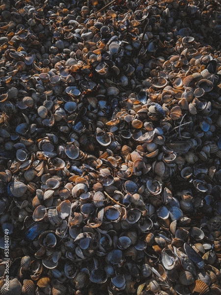 Obraz Seashells all over the beach